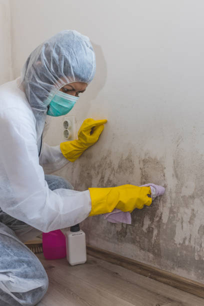 Reliable San Tan Valley, AZ Mold Removal Solutions