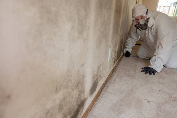 Best Emergency Mold Remediation  in San Tan Valley, AZ